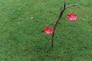 A beautiful hummingbird