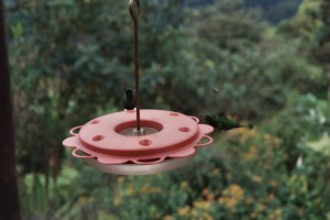 Two booted racquet tails