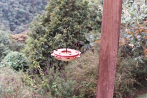 Collared inca hovering