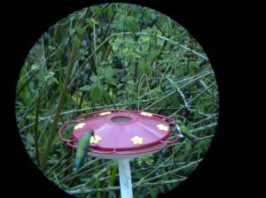 The spotter scope allowed great close up viewing.