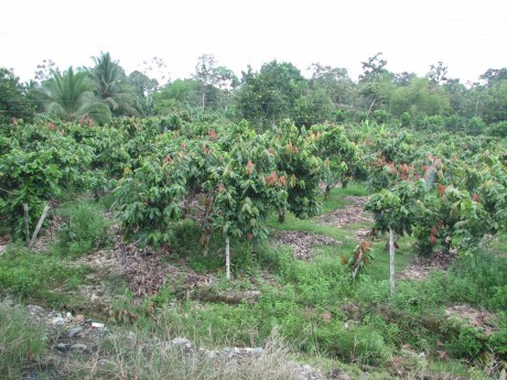 Field of cacao plants