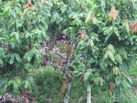 Cacao seed pods
